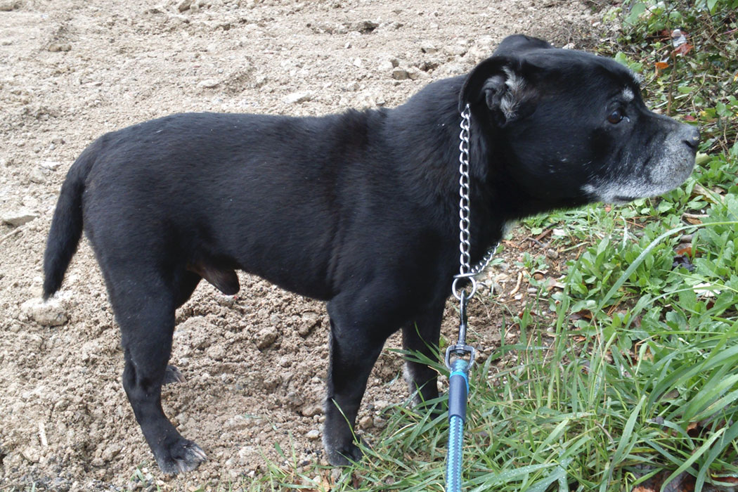 Ultima - Staffordshire Bull Terrier de 12 ans en promenades régulières