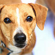 Service photo pour votre chien, animal de compagnie